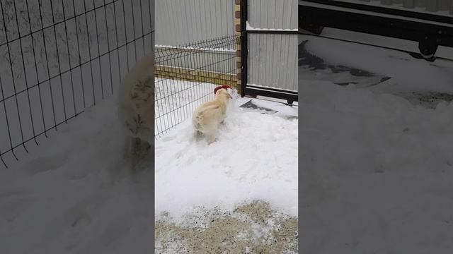 Лабрадор перекопал весь снег