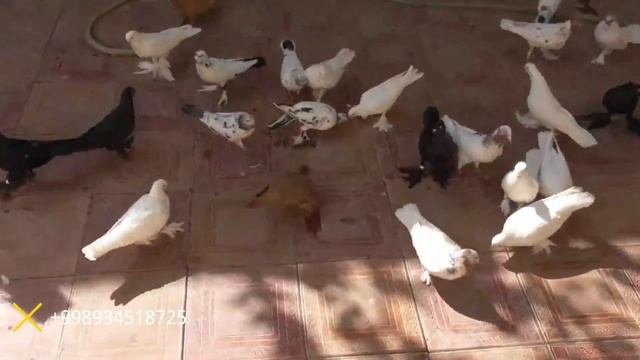 приехал гости в Бухару ака Шавкату Бухарские голубиполёт голубей в небе молодёжь?????