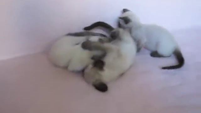 Котята балинезы Litter H 2 month