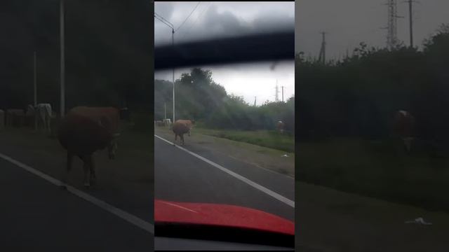 коровы на дороге