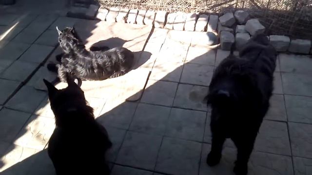 п-к Роман-Кош..3 марта 2019 Туча, Веня, Моррис