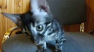 Charcoal Bengal - BENSUN Bengal Kittens