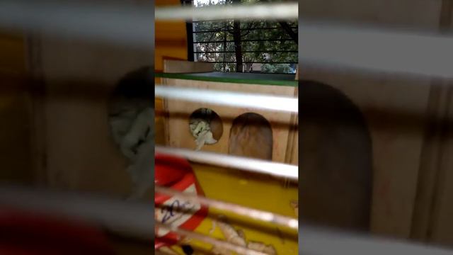КУСЯ(новый хомячок) 15.08.2019