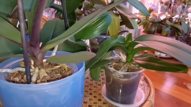 РЕЗАЛА точку роста орхидее / СУХИЕ корни ВЯЛЫЕ листья ЛЕГКО вернуть жизнь орхидеям "БЕЗ ЗАМОРОЧЕК"