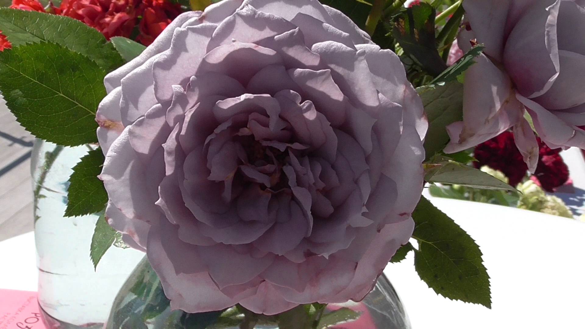 Цветок роза, сорт: Новалис, видео 2024 год