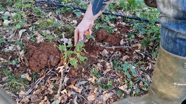 Coins galore metal detecting in Devon, UK - Quest X10 Pro and Nokta Pointer - treasure and Artefact
