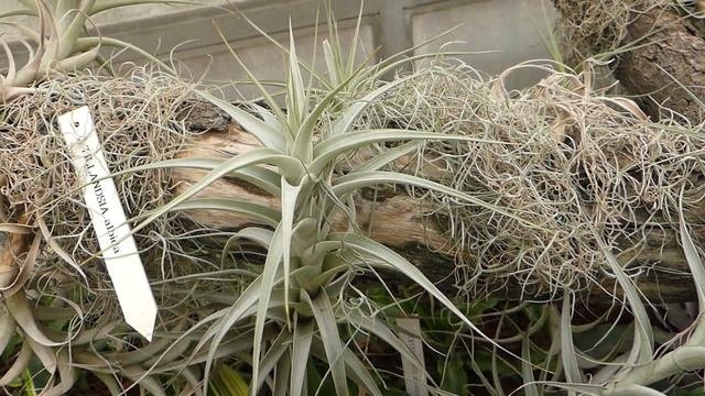 Tillandsia albida Mez  Purpus