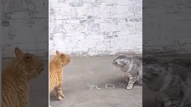 Когда сказал нет, а он не понял...