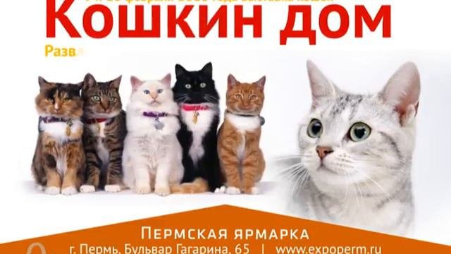 Международная выставка кошек 2013