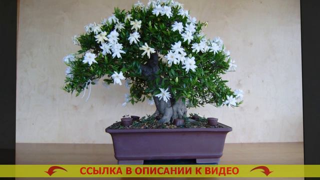 Комнатные растения с красивыми цветами ⚪ Оби бонсай купить
