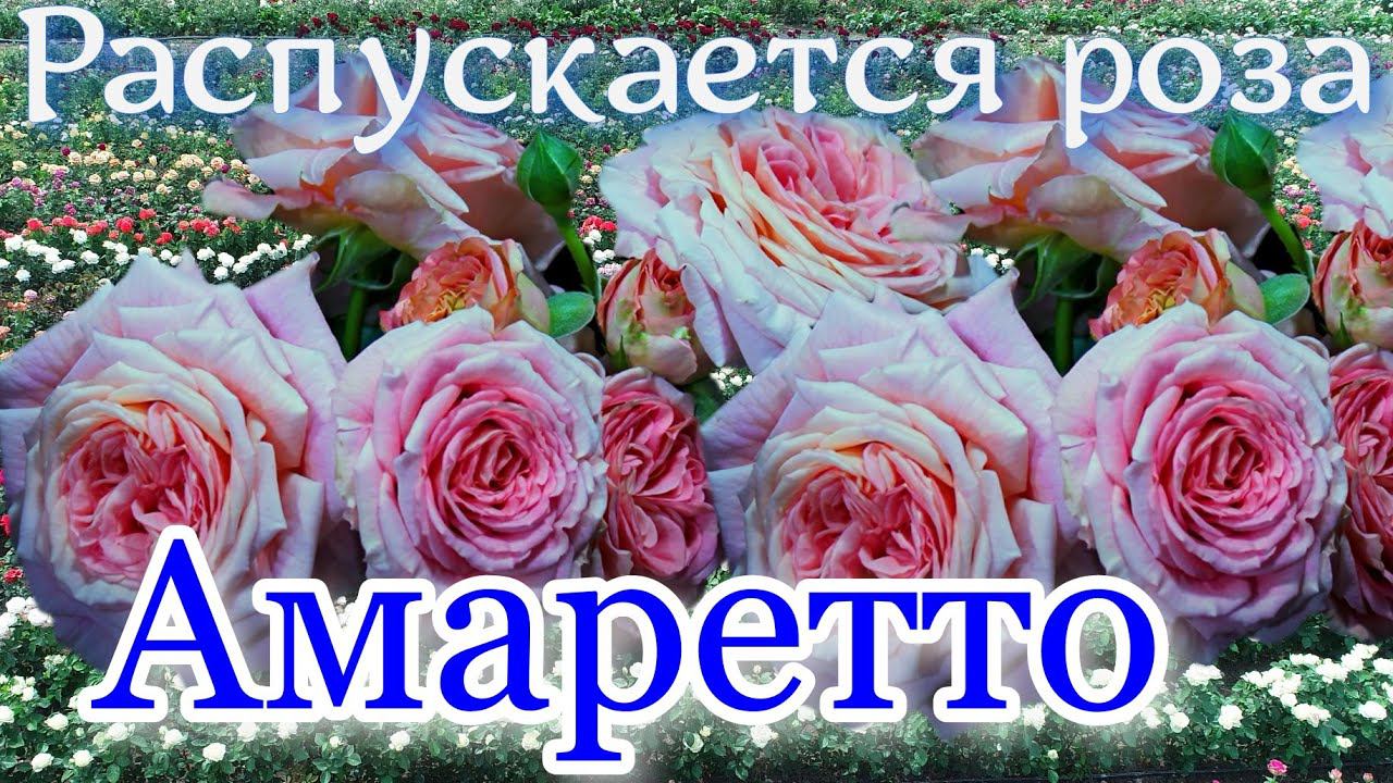 Как распускается роза Амаретто (Флорибунда)Timelapse Rose 4К. Amaretto (Kordes 2018)