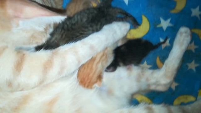 Новорожденные котята