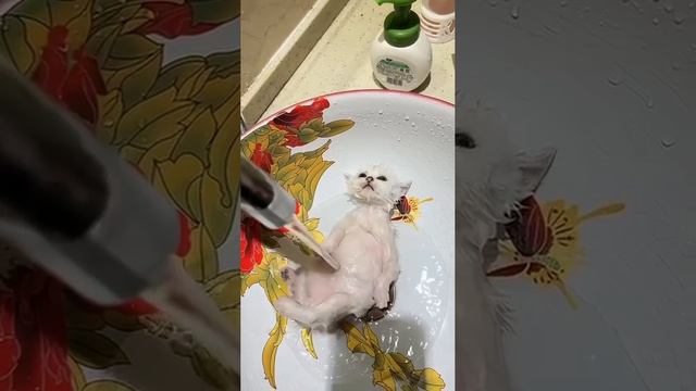 КОТЫ , Такие Коты !!!