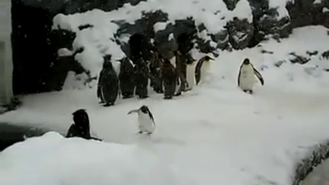 HAPPY PENGUIN Jumping - Смешное видео