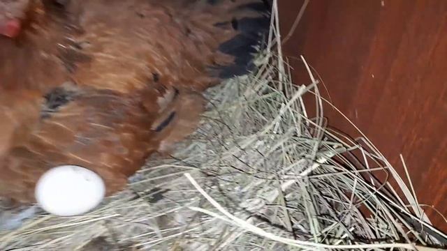 Утреннее кормление ???? Пророщеное зерно ?курам куры? сели на яйца??