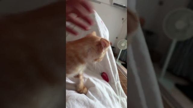 рыжий маленький котик