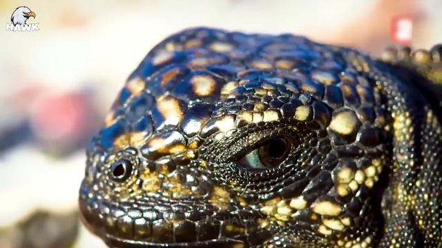 30 Moments When Cobra Confronts Python, What Happens Next? Animal Fight