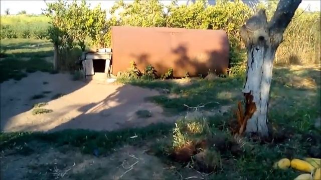 Мототрактор корчует дерево  мототрактор сшибает дубы