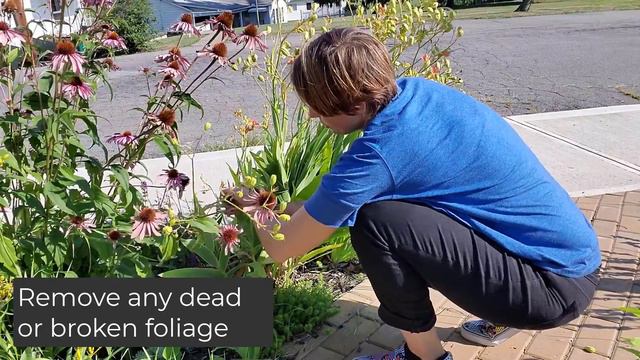 How to stake tall flowers in your garden for a natural look