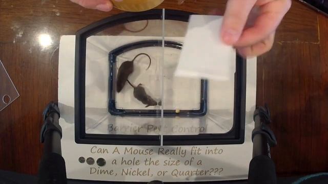 Can Mice fit through a hole the size of a quarter, nickel, or dime? | BARRIER PEST CONTROL