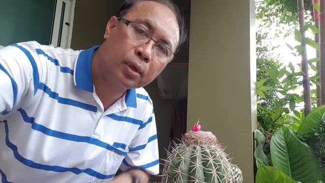 Melocactus at Home