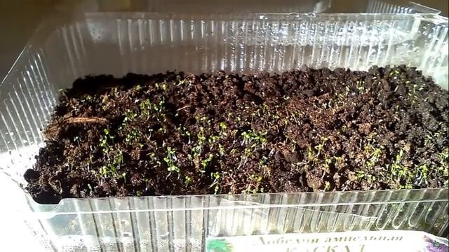 Лобелия 9 дней после посадки, первые всходы и полив.