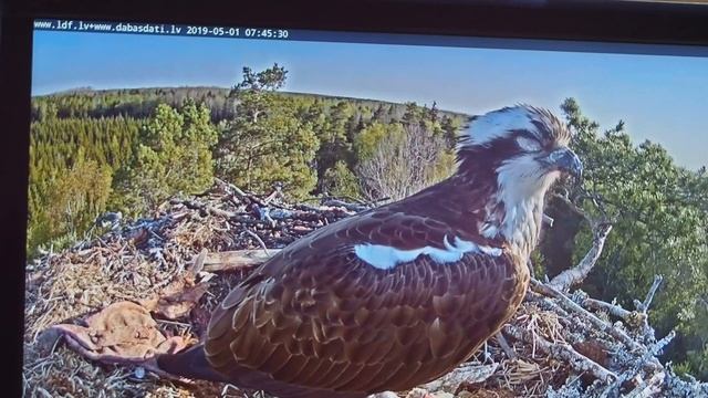 P5010416.MOV - На видео малый орёл-рыболов. Снято 1 Мая 2019г. Подробности в описании ниже.