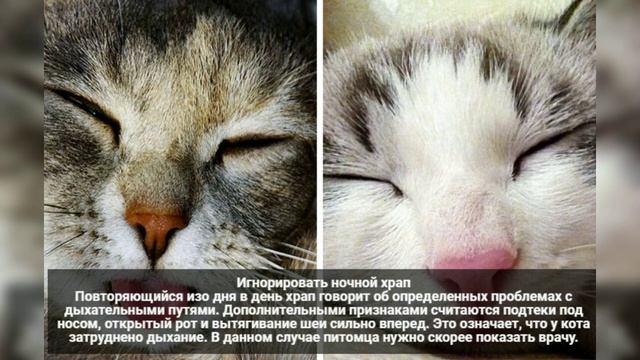 14 вещей которые нельзя делать при уходе за кошкой.