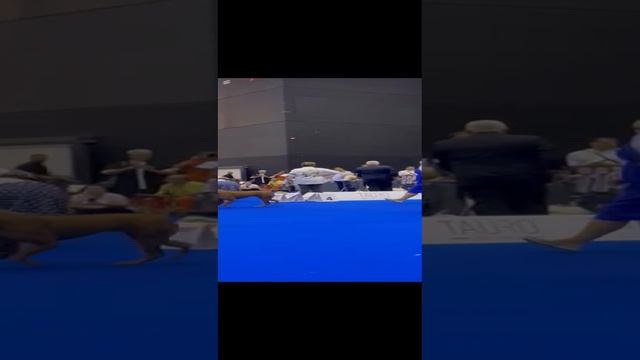 World Dog Show 2023 Thai Ridgeback champion class Nellirel Heops 1 ?