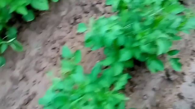 Боримся с колорадских жуком.