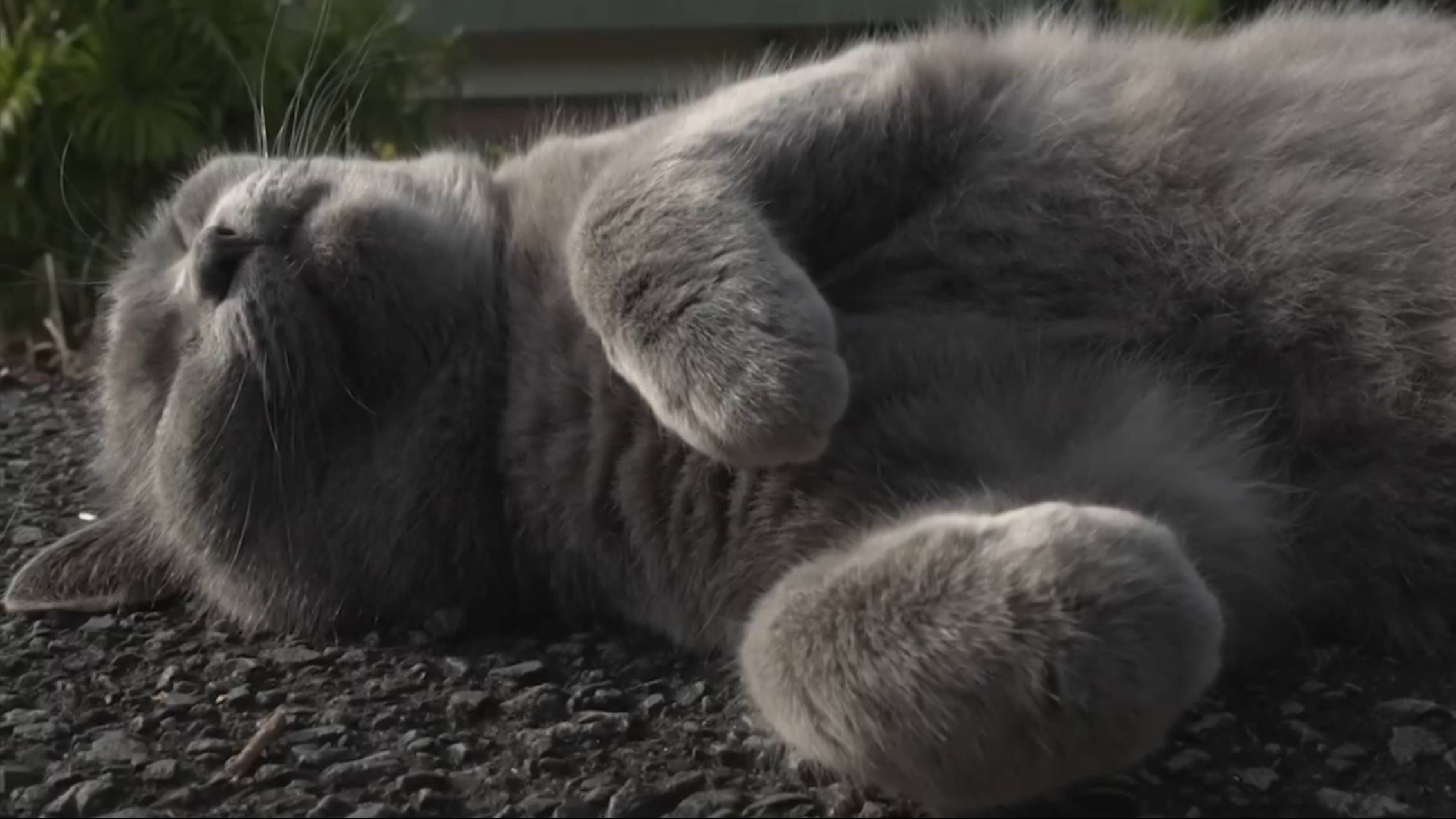 KAGOSHIMA - Cats eye