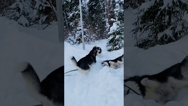 Ребята на чиле?? #чил #кайфарик #кайфули #husky #shorts
