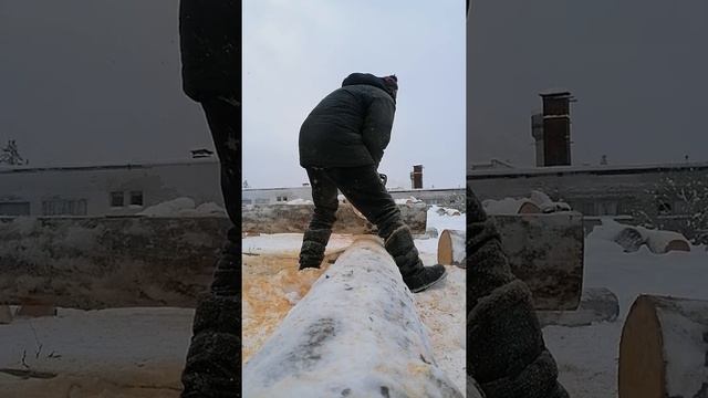Рубка чаши сухостойной сосны кело