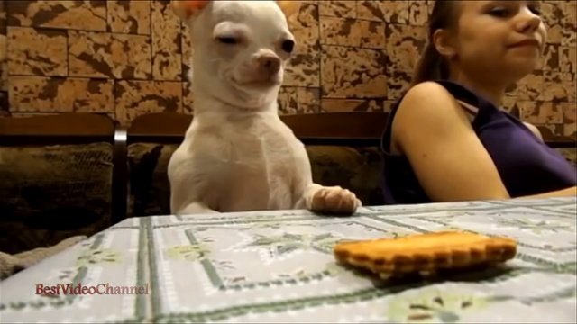 Чихуахуа
