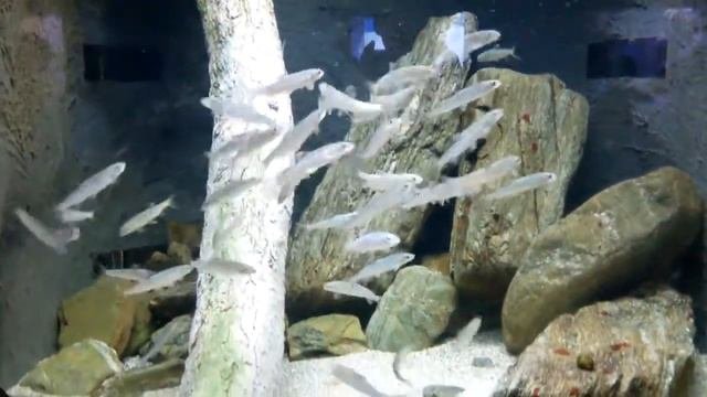 Ryukyu ayu fish   in churaumi aquarium okinawa