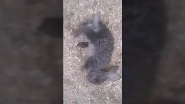 Болезни кроликов. Кокцидиоз.Отчего умирают кролики ?
1.5 мл йода!!!!