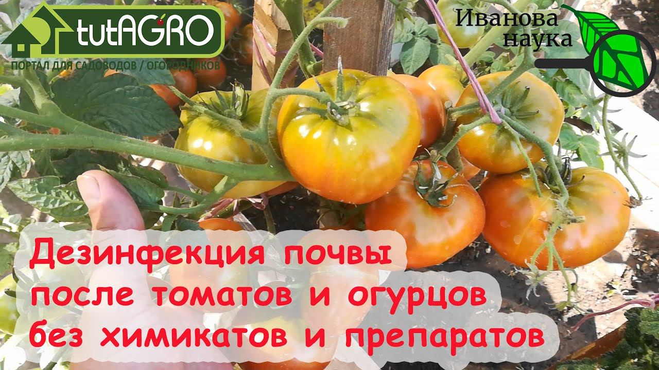 ОБЕЗЗАРАЖИВАНИЕ ПОЧВЫ В ОГОРОДЕ и ТЕПЛИЦЕ БЕЗ препаратов и химикатов. Очень простой метод для всех