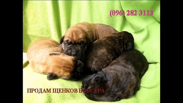 ПРОДАМ ЩЕНКОВ БОКСЕРА (096) 282 3113