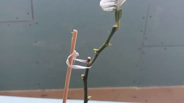 Лимон юбилейный.