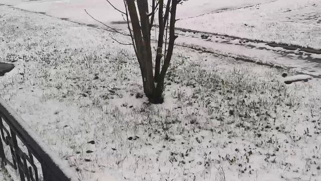 Снег на траве, Екатеринбург, 25.04.2024 год