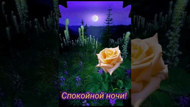 ДОБРОЙ НОЧИ..