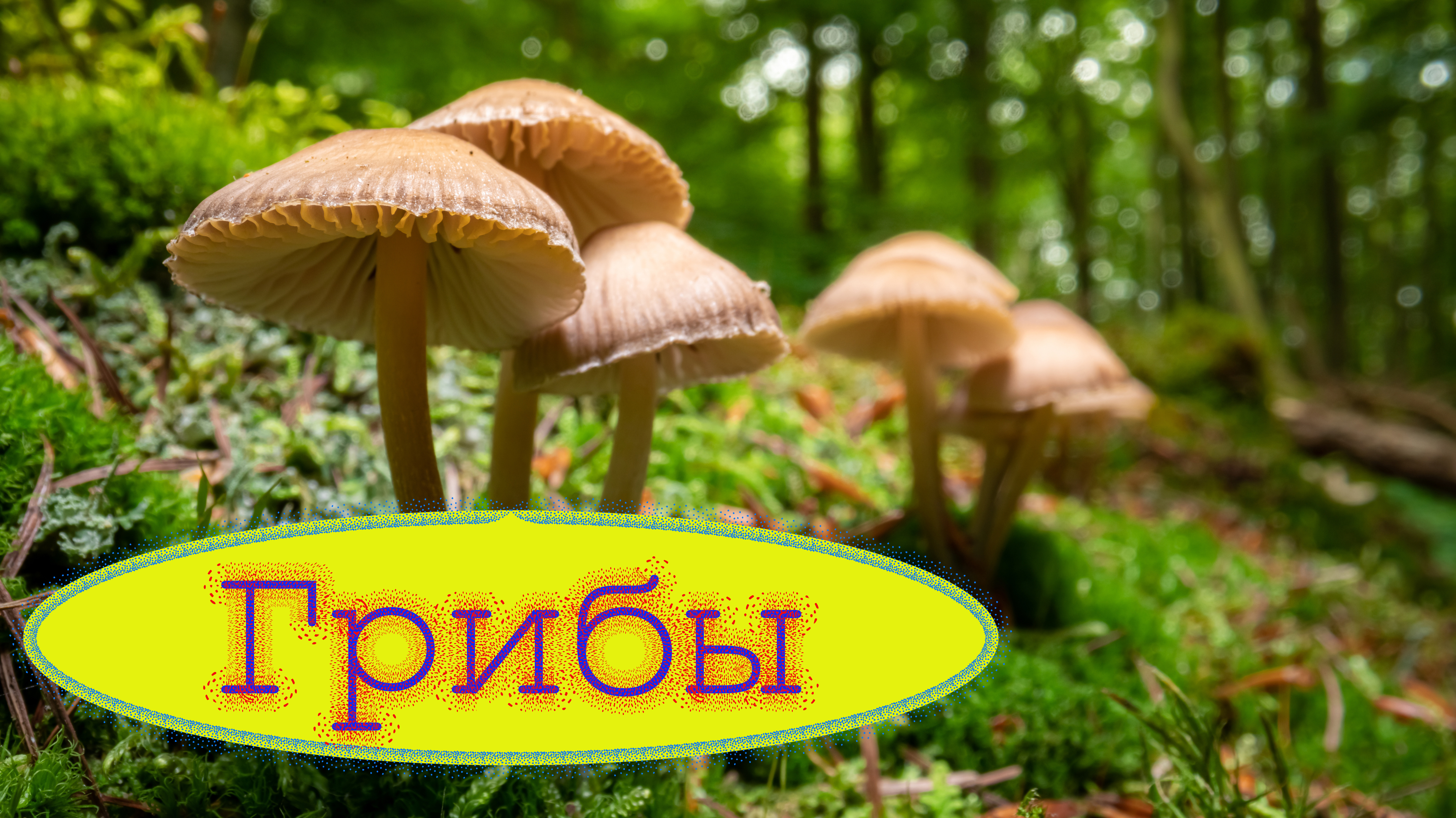Олег Сапрыкин - 