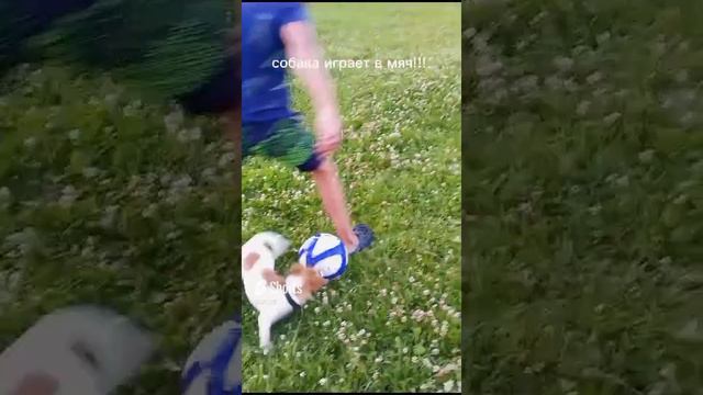 Собака играет в футбол!!!