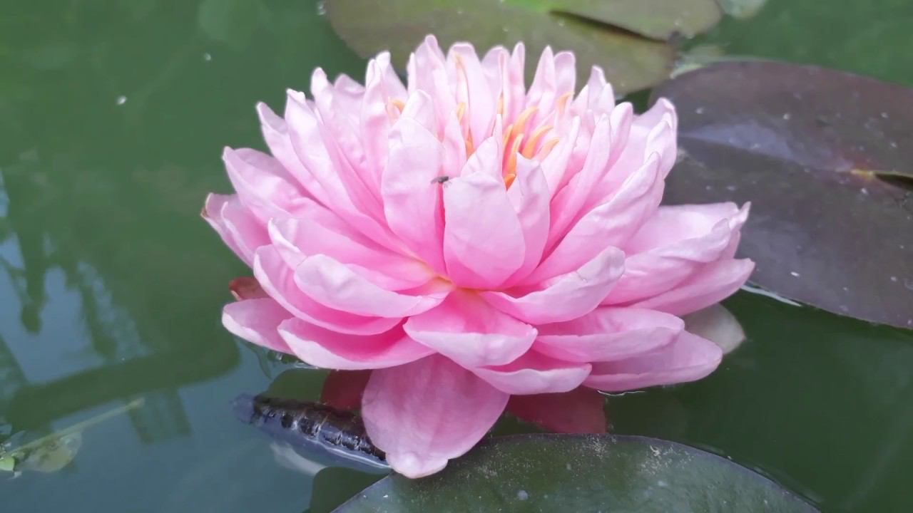 Нимфея April Peony (Апрельский пион) кувшинка, waterlily, водные растения, пруд