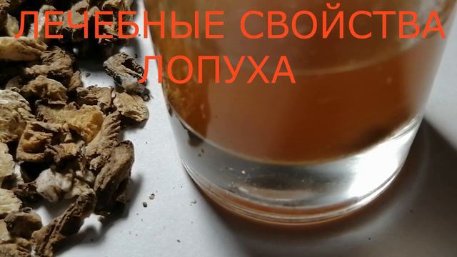 ЛЕЧЕБНЫЕ СВОЙСТВА ЛОПУХА