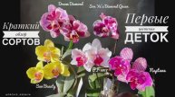 Первые цветения орхидей:  Dream Diamond, Son Ya’s Diamond Queen, Sun Beauty, PF-5017, Neptune |Обзор