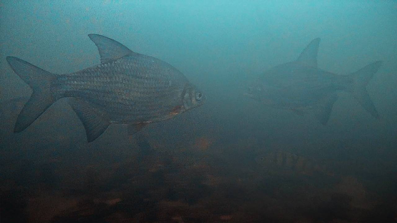Подводные съёмки подо льдом в разных водоёмах зимой на камеру Focusfish
