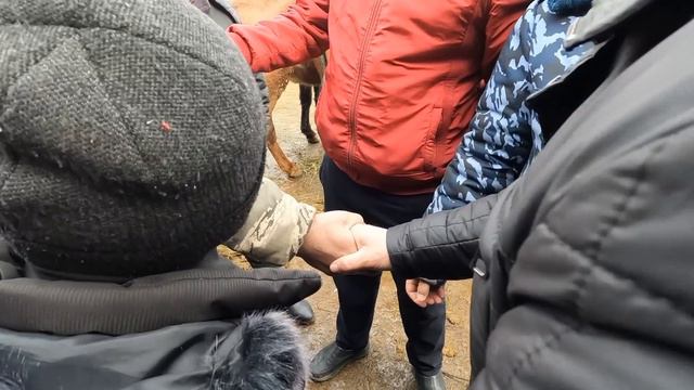 Тошкент от бозор 2023! Сотилган нархлар! Конный рынок 2023! Проданные лошади!