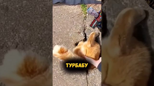 КОТ ПОГНАЛСЯ ЗА КРЫСОЙ😂