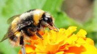 Honeybees, CCD, Clothianidin and Organic Policy (Organic View Radio Show, April 2011)